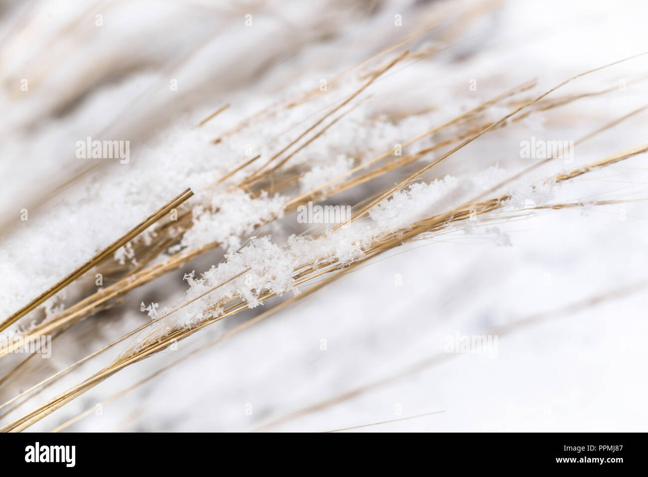 Detail der Schneeflocken auf Unkraut. Natur im Winter, Makrofotografie. Stockfoto