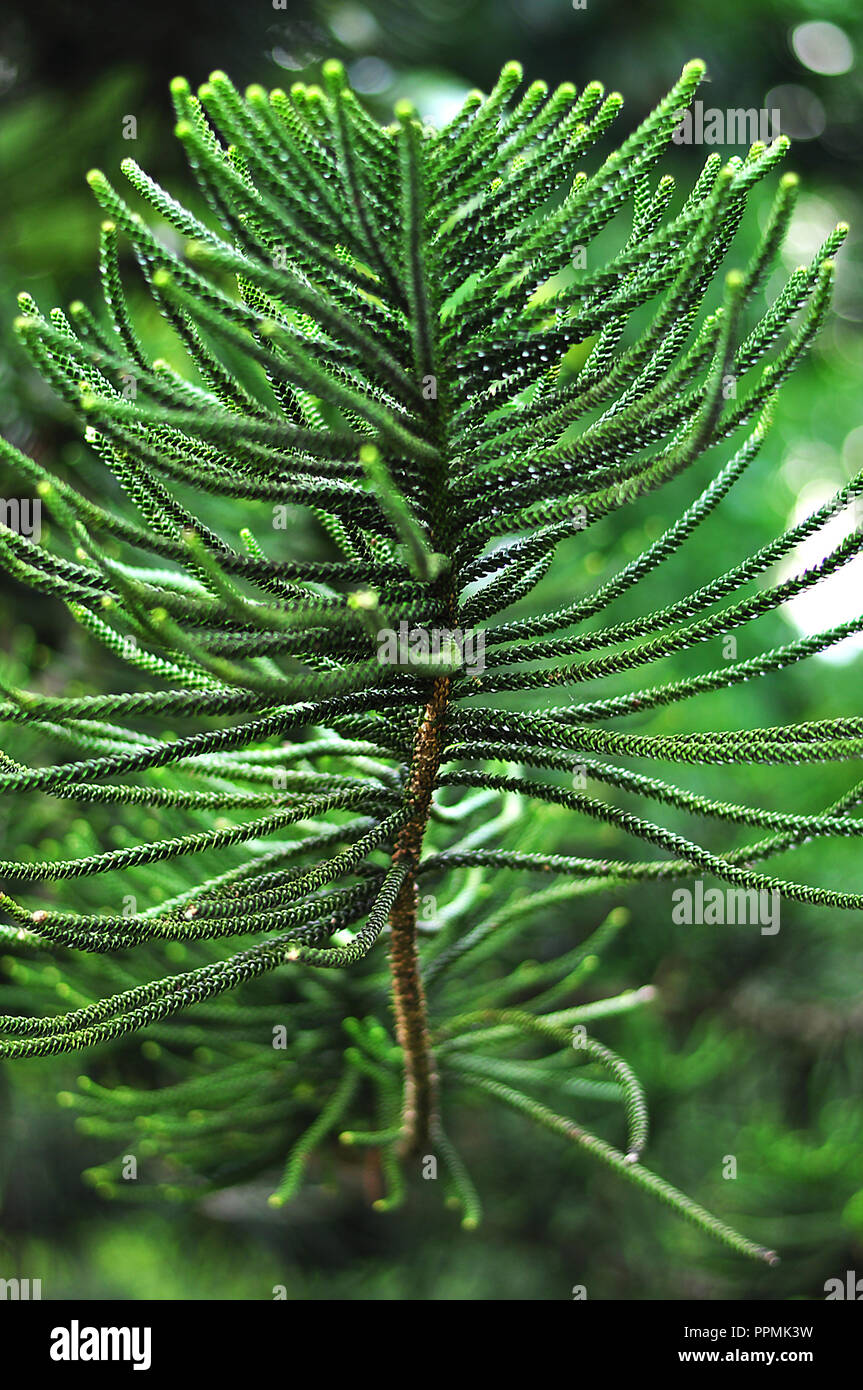 Tannenzweigen cypress Blätter Stockfoto