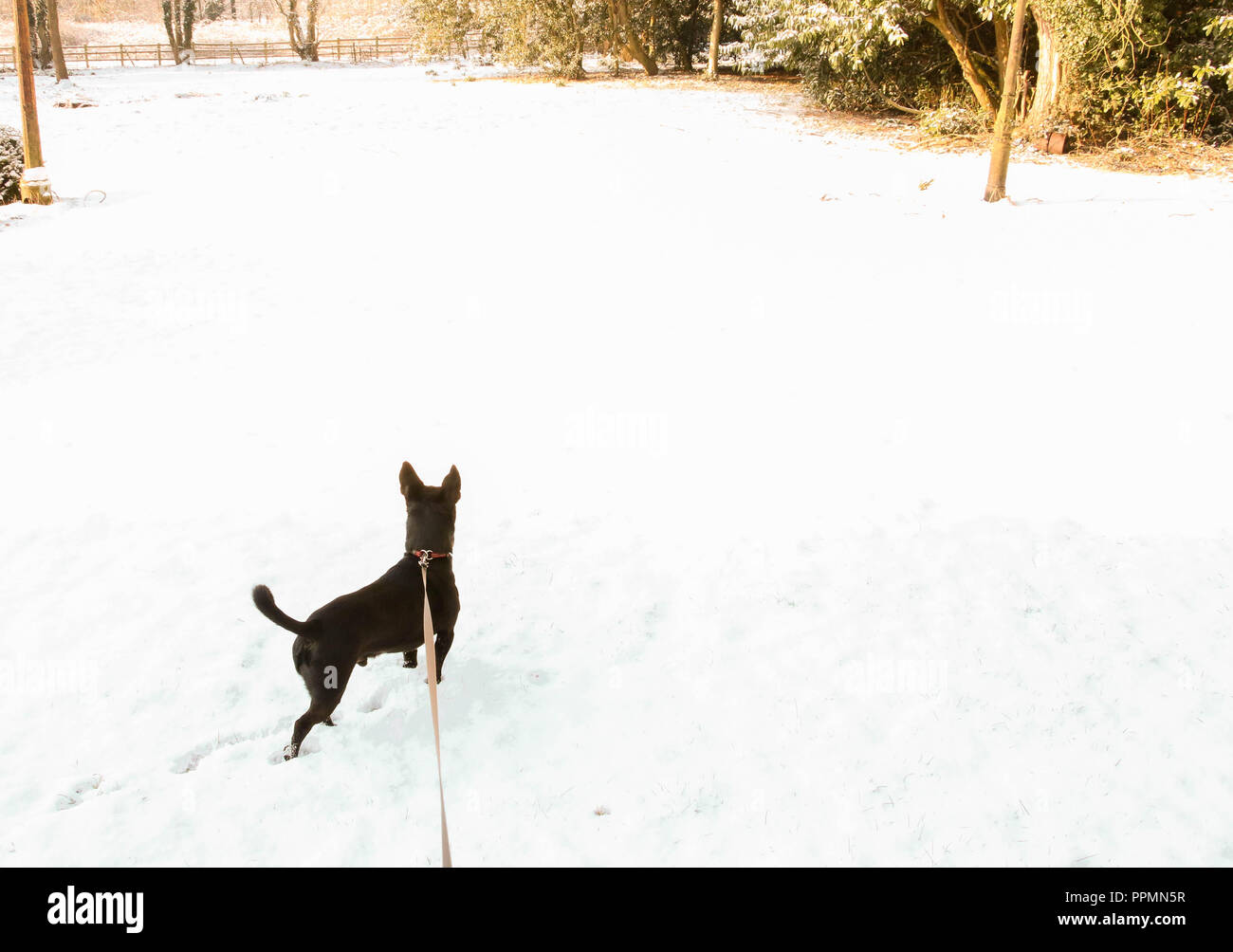 Schwarzer Hund im Schnee Landschaft. Stockfoto