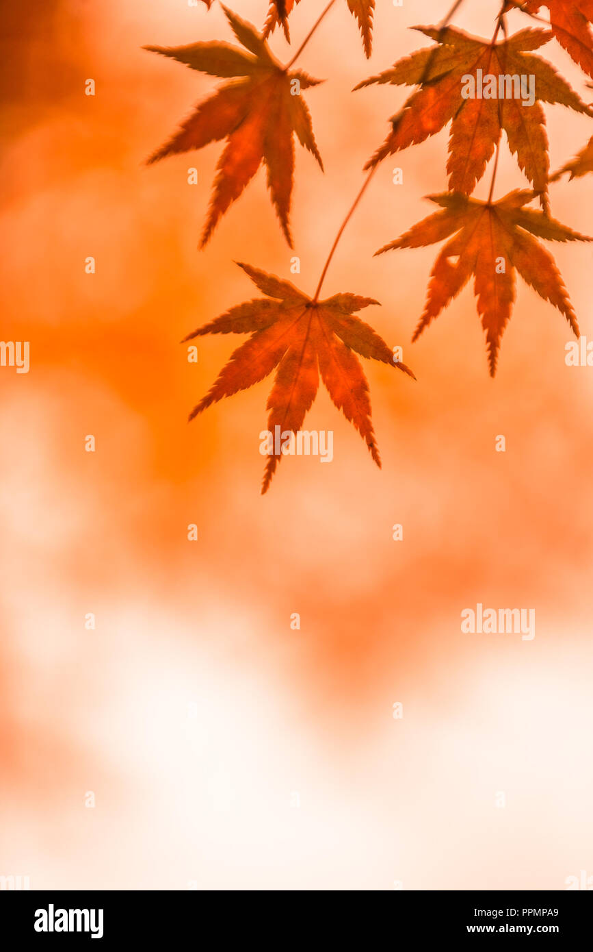 Herbstliche Hintergrund, leicht defokussiert rote Ahornblätter Stockfoto