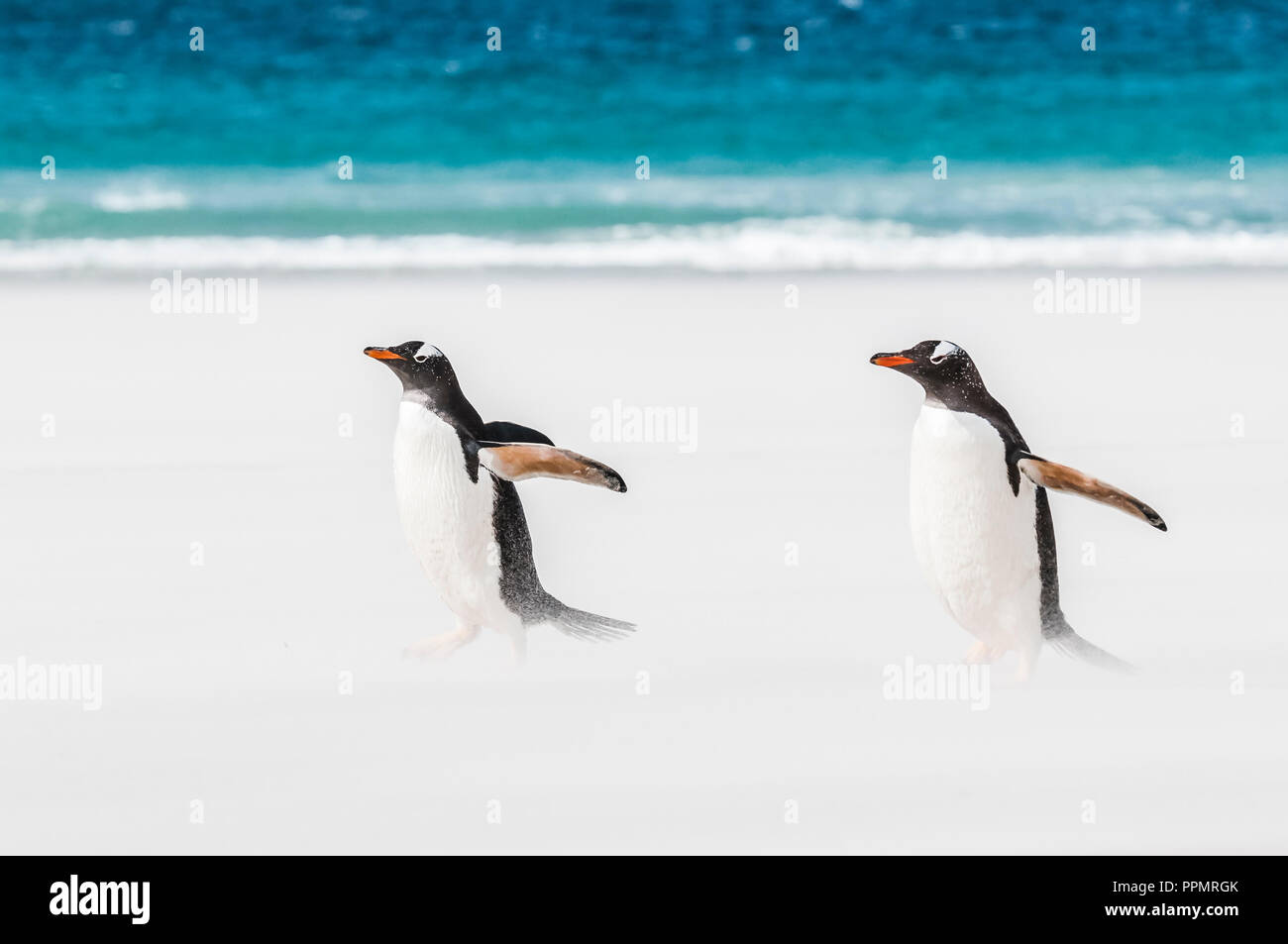 Ein Paar von Gentoo Penguins, stürzte in einen Sandsturm. Stockfoto