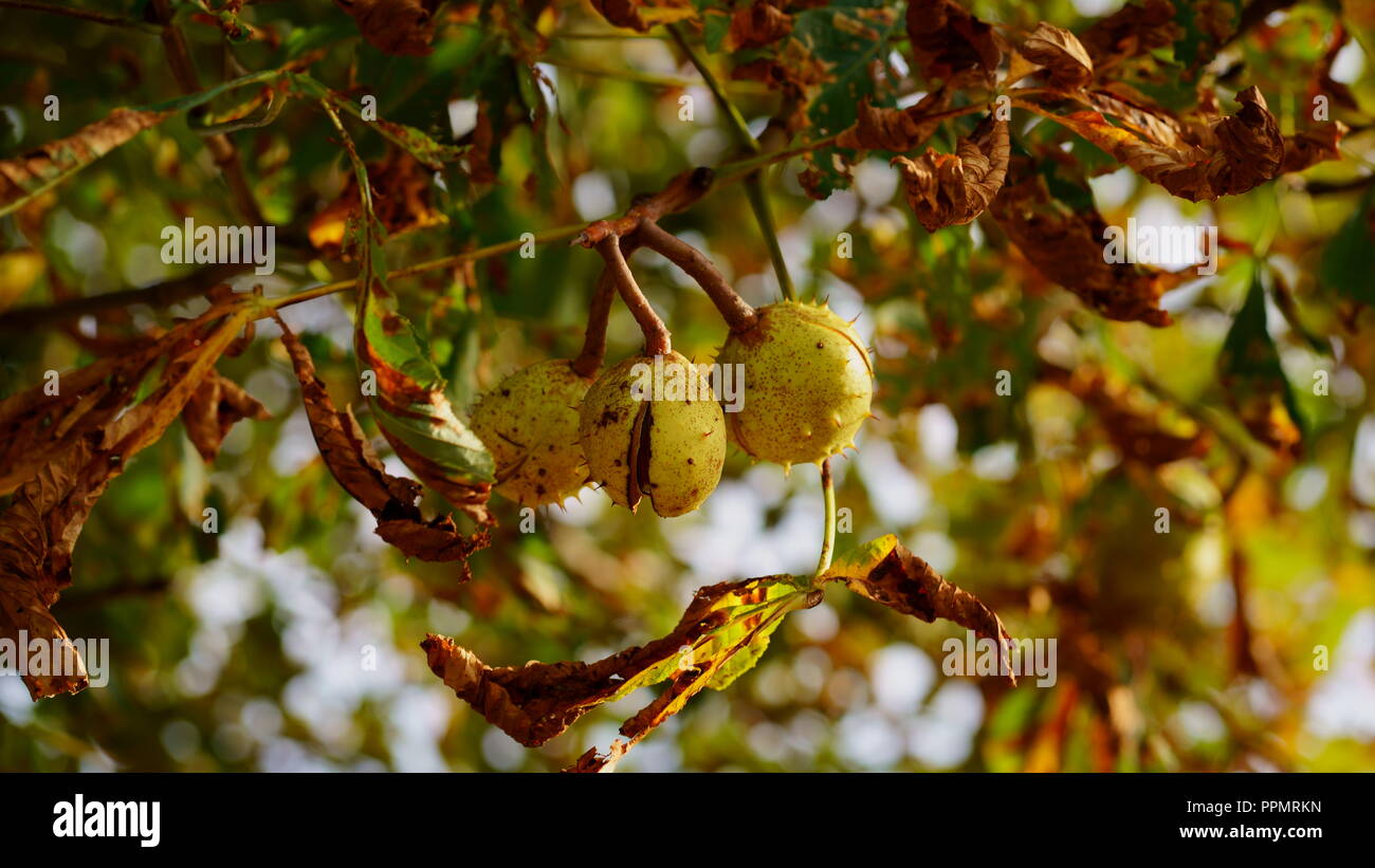 Filiale einer Rosskastanie Baum im Herbst. Sonnige Herbst Laub verfärbt ist. Stockfoto