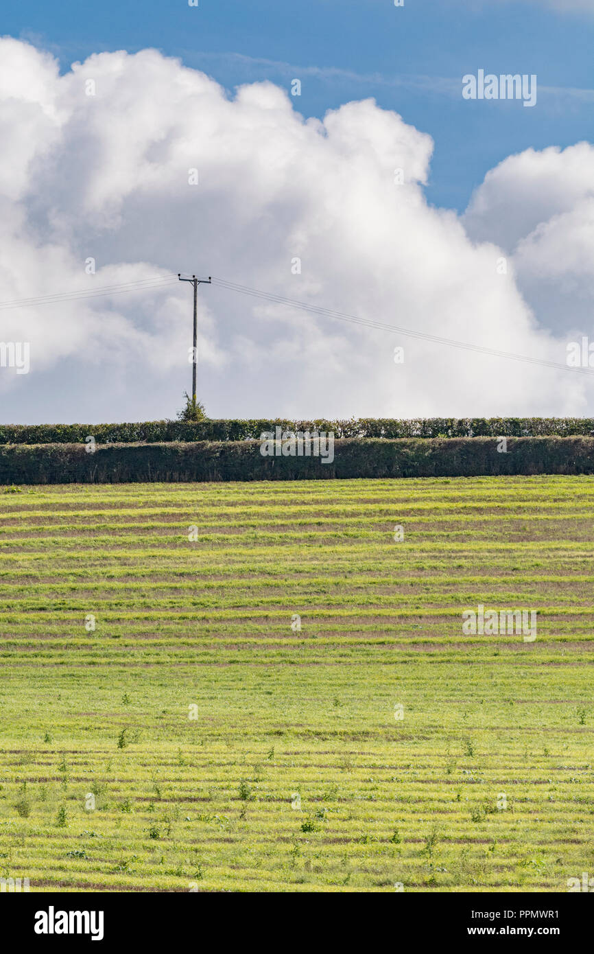 Post - 7/8-Feld (UK) mit blauem Himmel - mehrere Wochen nach Gerste Fruchtart, die geerntet und Unkräutern und Gräsern wieder wachsen. Stockfoto