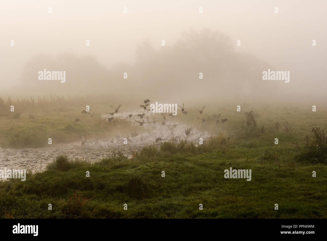 Hampshire, Großbritannien, 27. September 2018, Wetter: Nach einer kühlen Nacht mit leichtem Wind fliegt eine Herde Enten, während Nebel über der Landschaft von Hampshire aufsteigt. Stockfoto