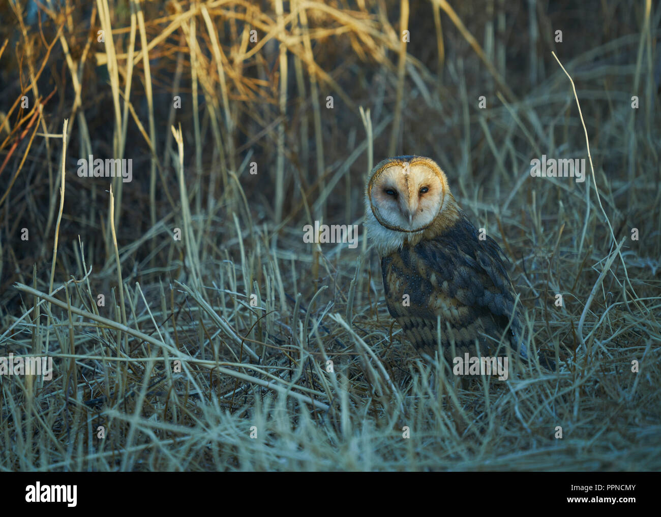 American Barn Owl (Tyto furcata) bei Sonnenaufgang, Yolo County Kalifornien Stockfoto