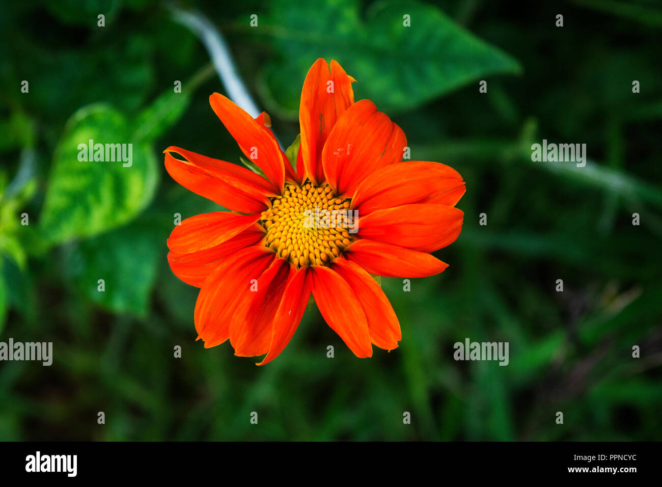 Single Transvaal daisy flower auf grünem Hintergrund Stockfoto