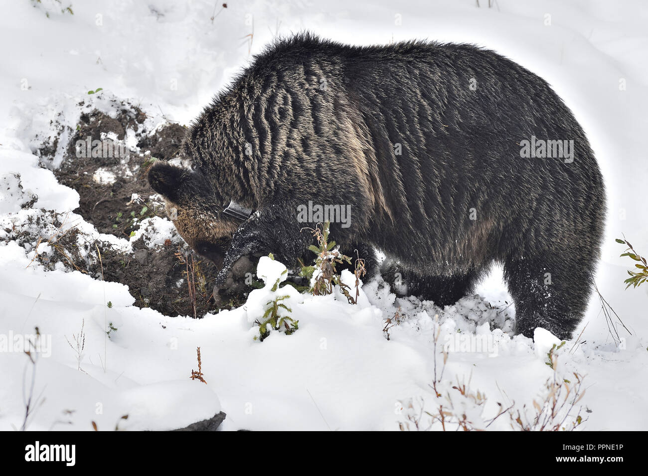 Ein erwachsener Grizzly Bär "Ursus arctos"; das hat collared als Teil eines wildlife Studium ist graben Wurzeln entlang einer schneebedeckten Hügel gefunden Stockfoto