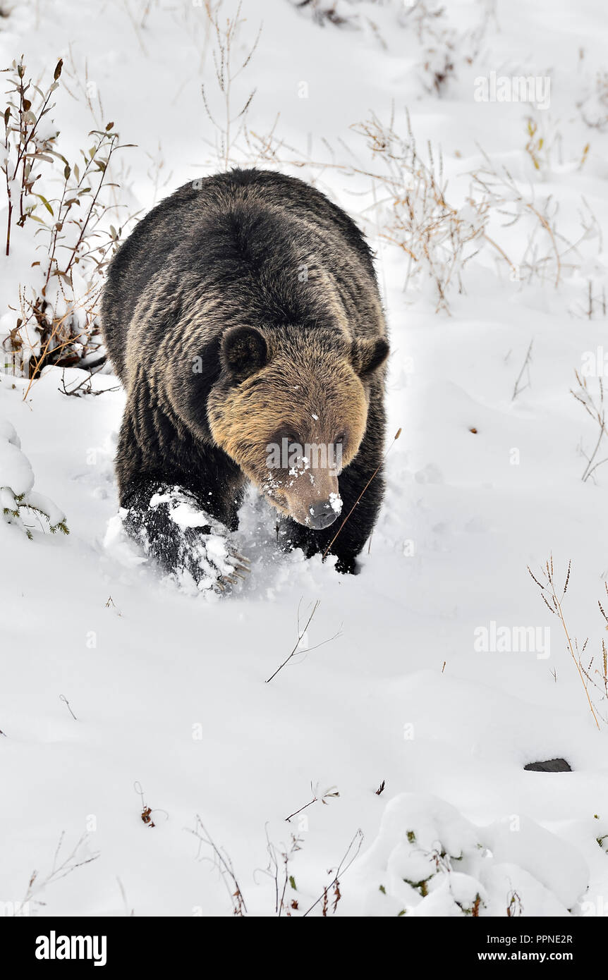 Ein erwachsener Grizzlybär 'Ursus arctos'; der als Teil eines Wildtierstudiums collagiert wurde, wird gefunden, der einen schneebedeckten Hügel hinuntergeht i Stockfoto