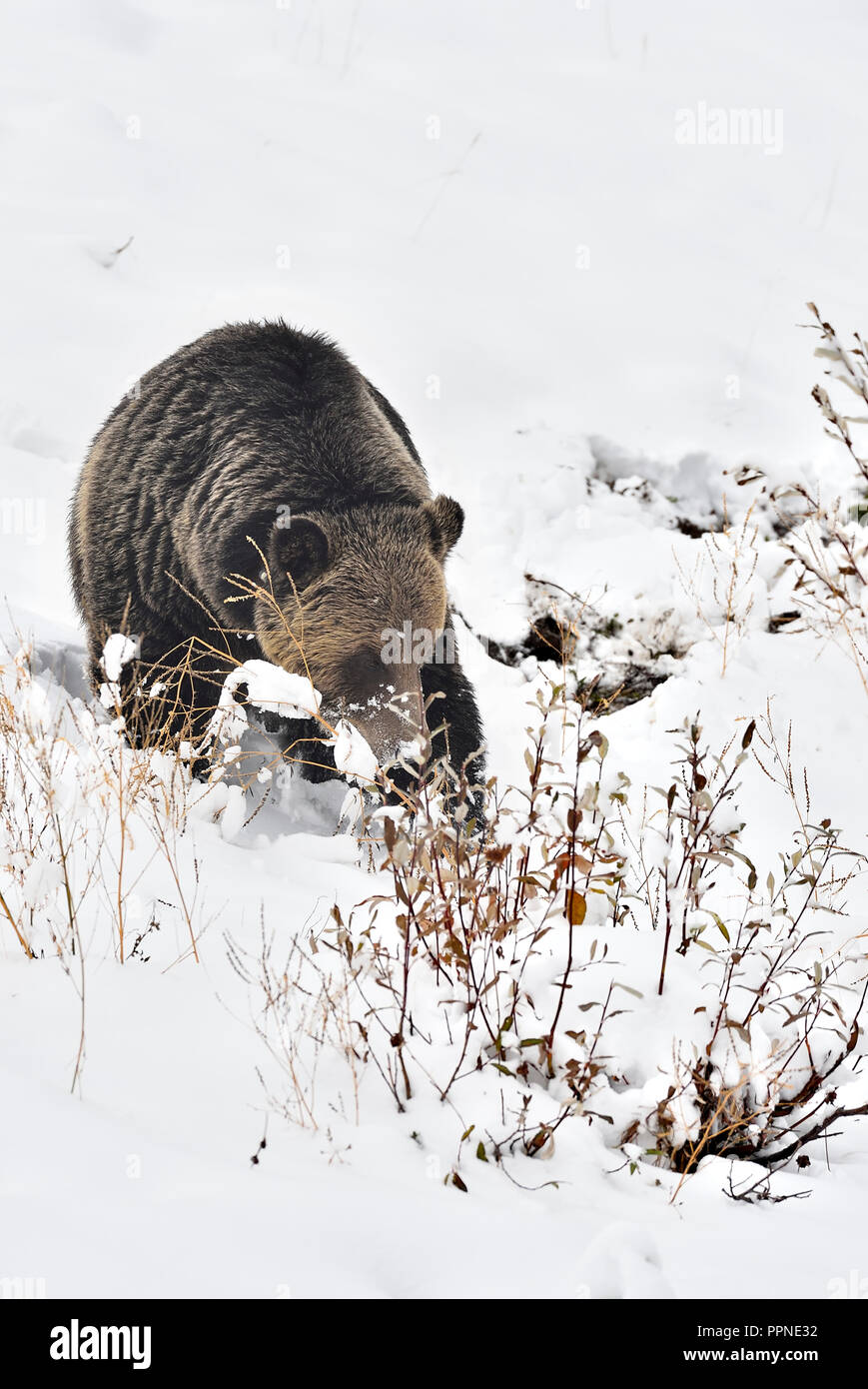 Ein ausgewachsener Grizzlybär „Ursus arctos“, der im Rahmen eines Wildtierstudiums mit Kragen versehen wurde, findet sich auf einem schneebedeckten Hügel Stockfoto