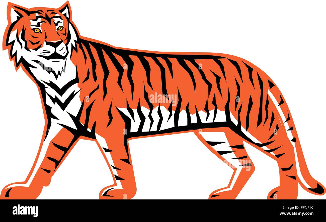 Sport Maskottchen Symbol Abbildung eines vollen Körper Bucht von Bengal Tiger, ein Festland asiatischen Tiger zu Fuß von der Seite auf isolierten Hintergrund betrachtet in retro s Stock Vektor