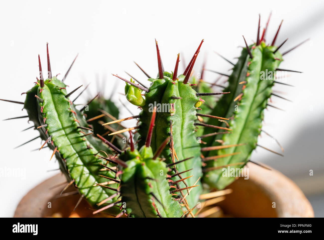 In der Nähe von einem kleinen Jungen Euphorbia heptagona Cactus mit seinen roten Stacheln und einen neuen Scheitelpunkt emerging Stockfoto