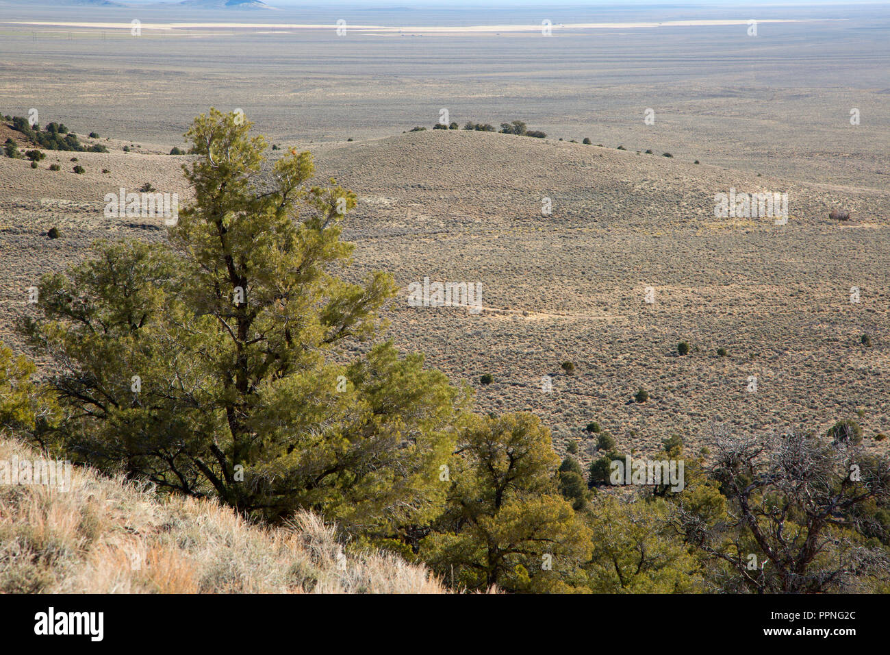 Trail view mit Pinyon Kiefer, Hickison Petroglyphen Erholungsgebiet, Mount Lewis Bezirk Büro des Land-Managements, Nevada Stockfoto
