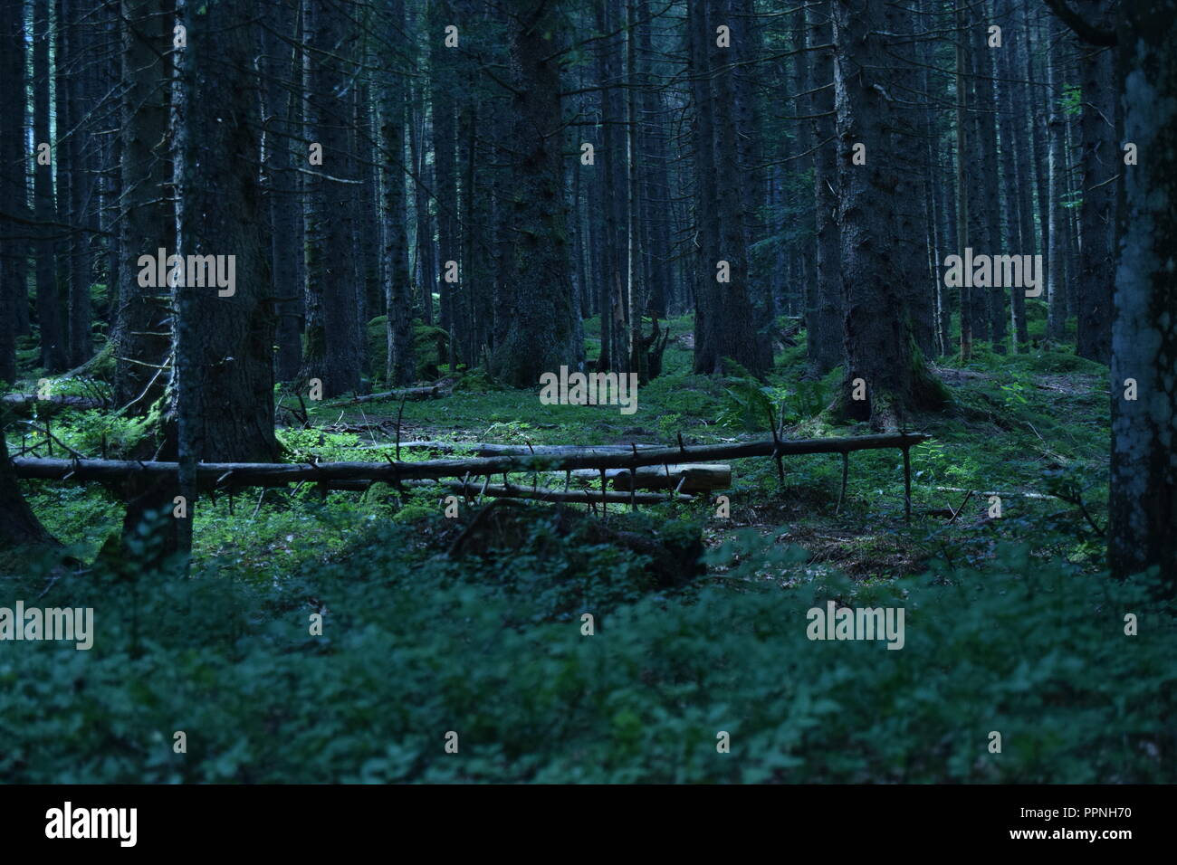 Bäume in der Mitte des Holzes im Castel Tesino, Trentino, Italien; das Licht eine besondere Atmosphäre an der Szene. Stockfoto