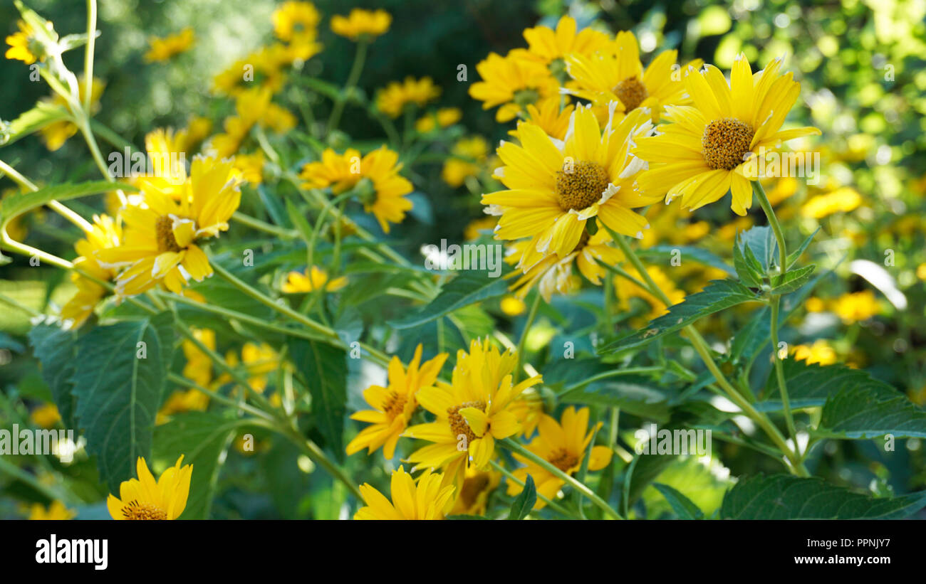 Dünne Leaved Sonnenblume Helianthus Decapetalus 3. Stockfoto