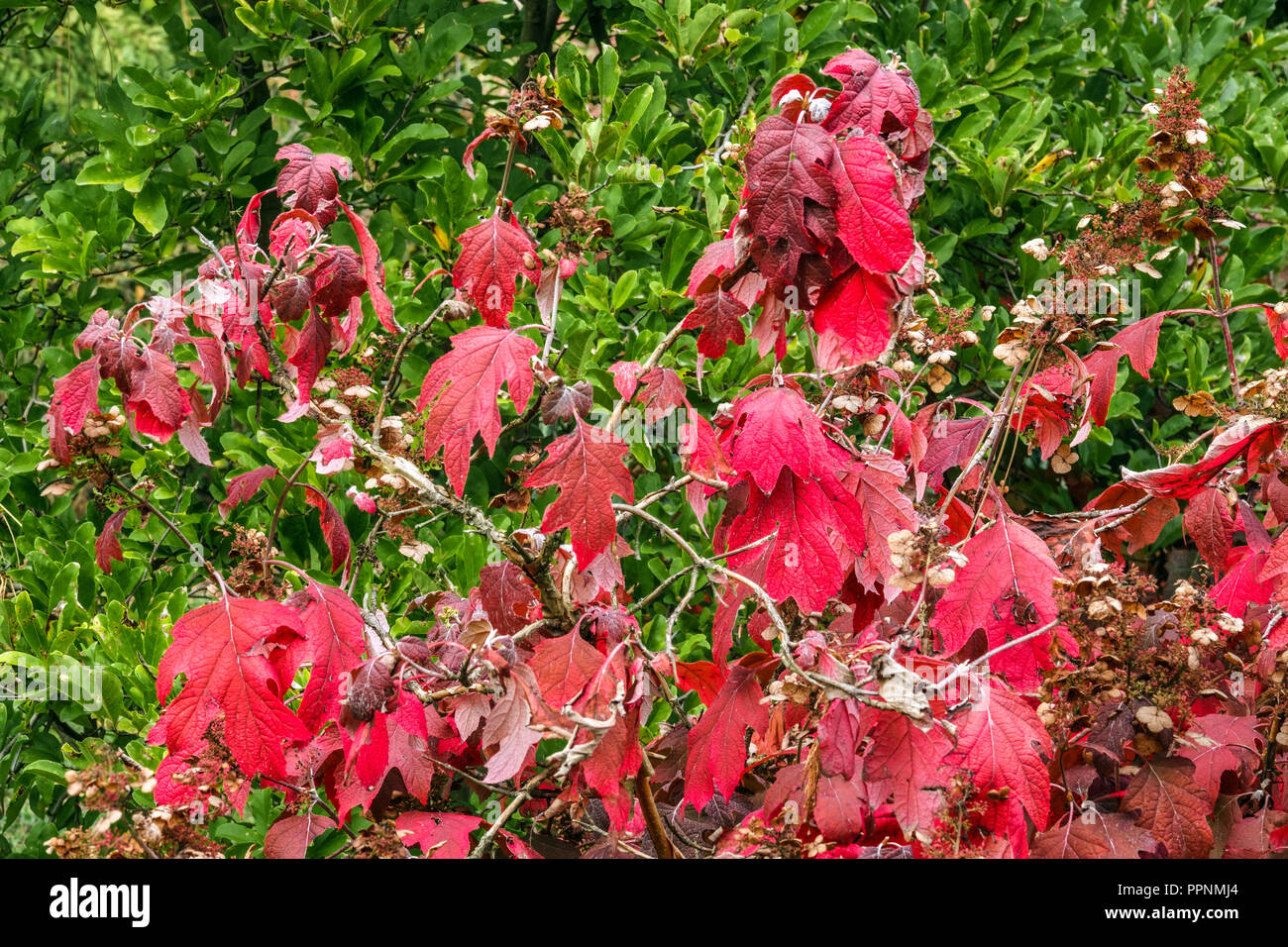 Hortensia quercifolia rote Strauchblätter Stockfoto