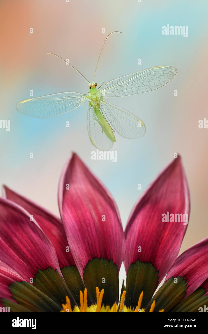 Grüne florfliege (Chrysoperia dryas), im Flug, auf Gazania (gazania), Deutschland Stockfoto