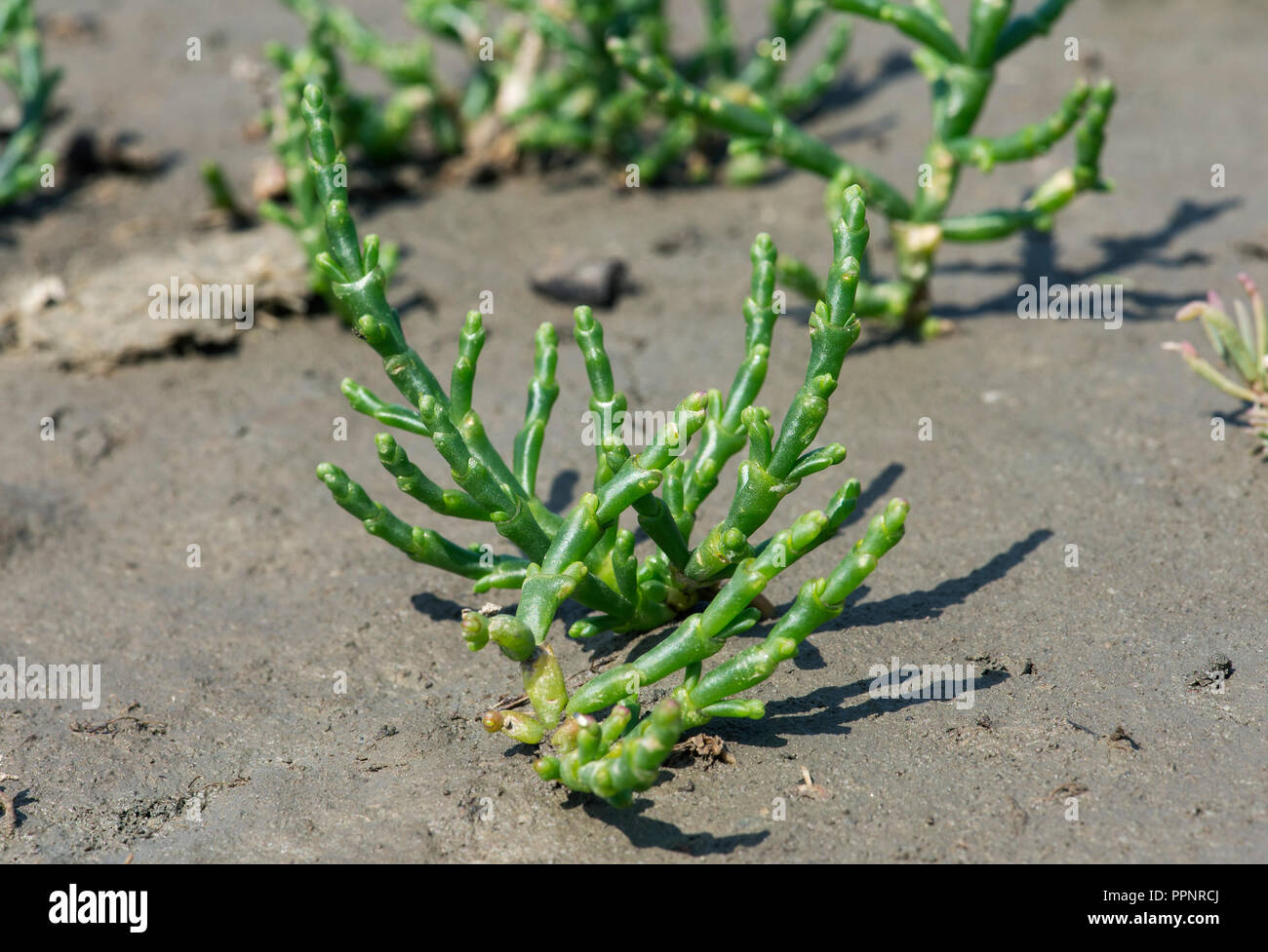 Queller (Salicornia spec.), gezeitenzone an der Nordseeküste, Schleswig-Holstein, Deutschland Stockfoto