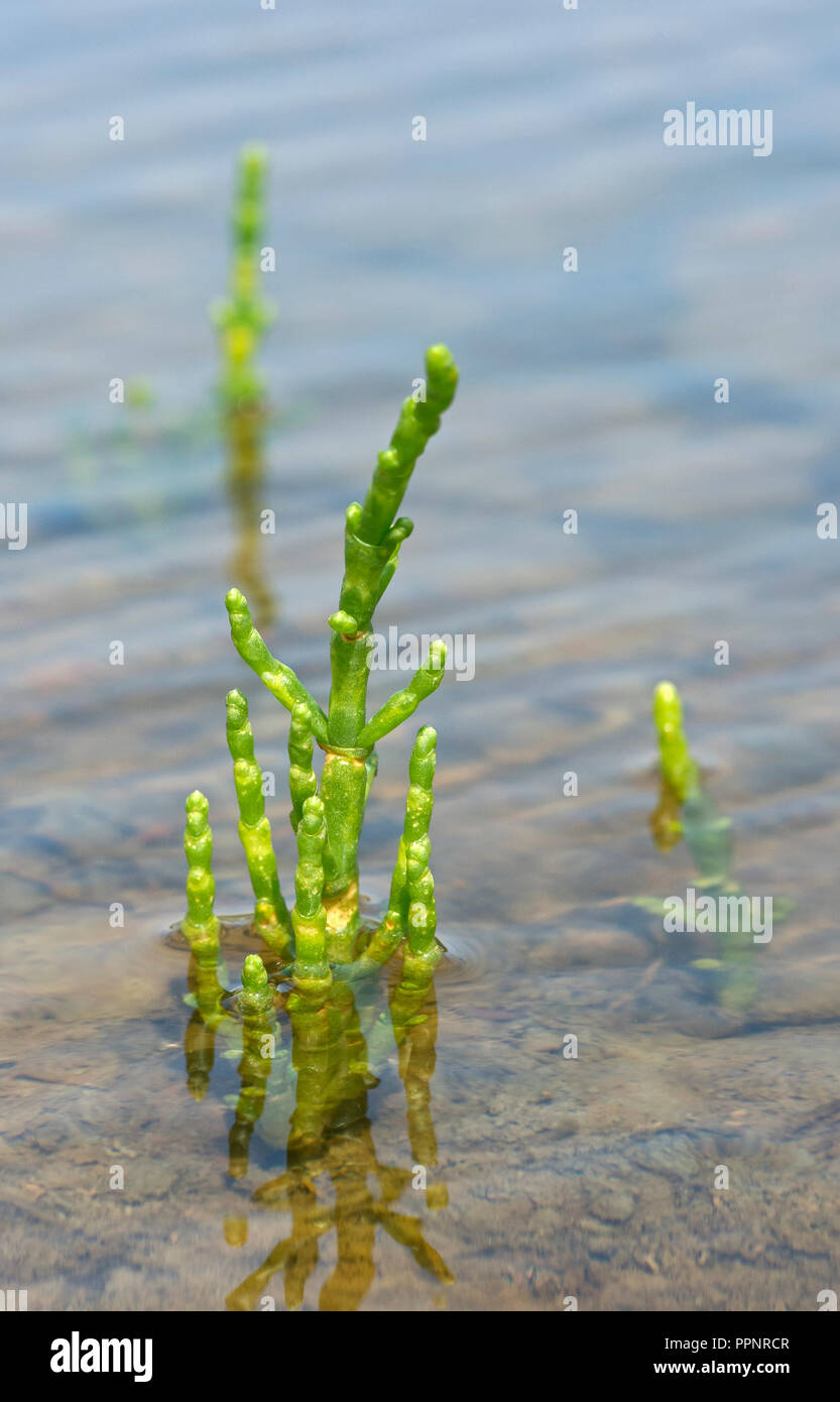 Queller (Salicornia spec.), gezeitenzone an der Nordseeküste, Schleswig-Holstein, Deutschland Stockfoto