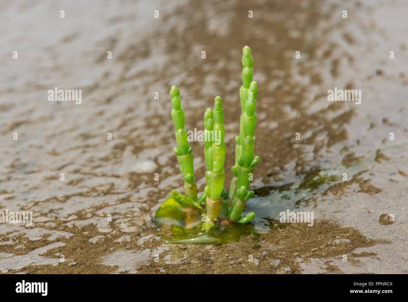 Queller (Salicornia spec.), gezeitenzone an der Nordseeküste, Schleswig-Holstein, Deutschland Stockfoto