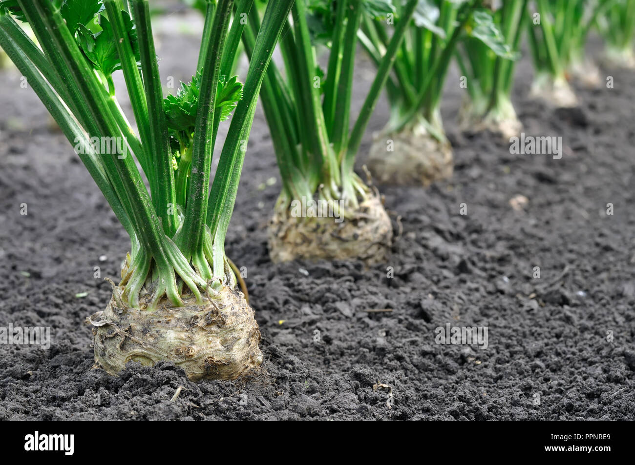 Close-up von sellerie Plantation (Wurzelgemüse) im Gemüsegarten, selektiver Fokus auf den Vordergrund Stockfoto