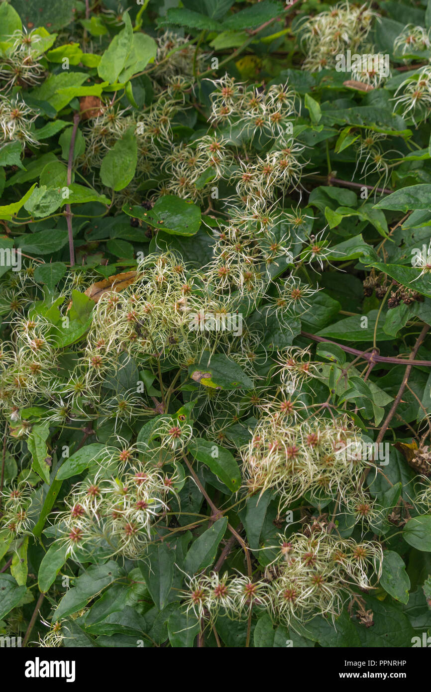 Die Samen der Traveller's Freude/Old Man's Bart - Clematis vitalba - in eine Hecke aus Cornwall. Teile in der kräutermedizin als Heilpflanze verwendet. Stockfoto