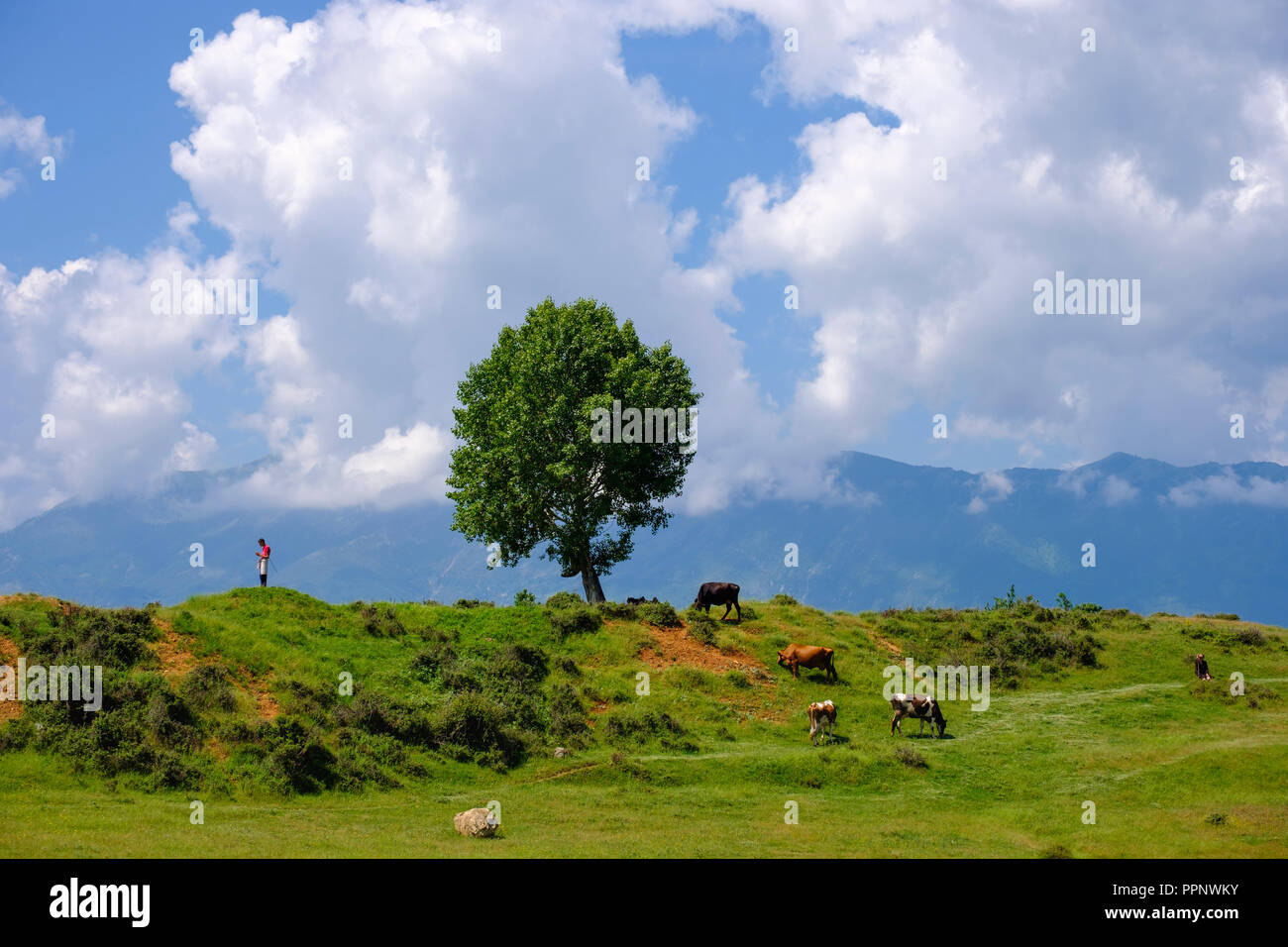 Kühe und Hirt, nördlich von Peshkopia, qark Dibra, Albanien Stockfoto