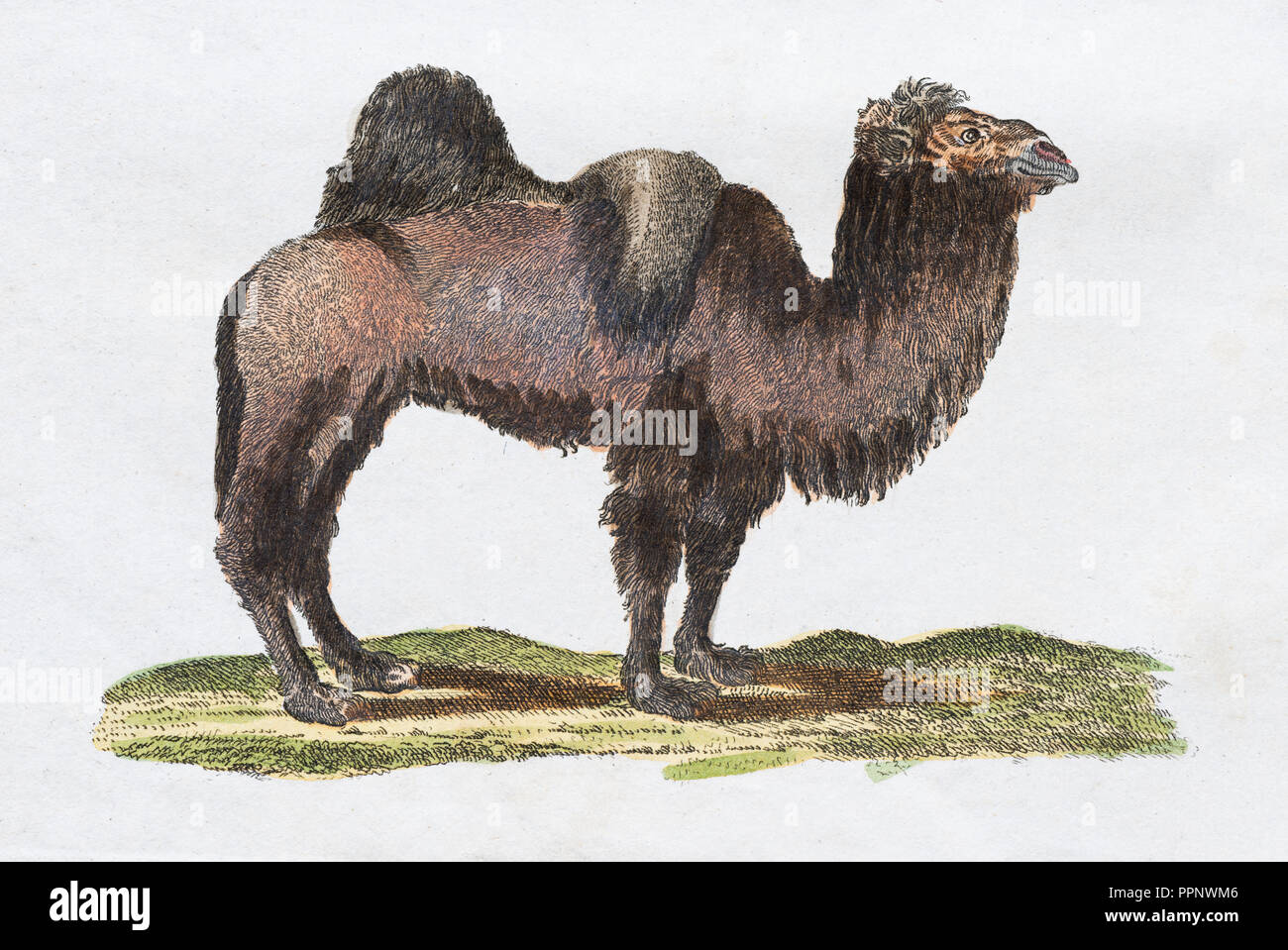Camelid (camelidae), handcolorierte Kupferstich von Friedrich Justin Bertuch Bilderbuch für Kinder, 1801, Weimar Stockfoto