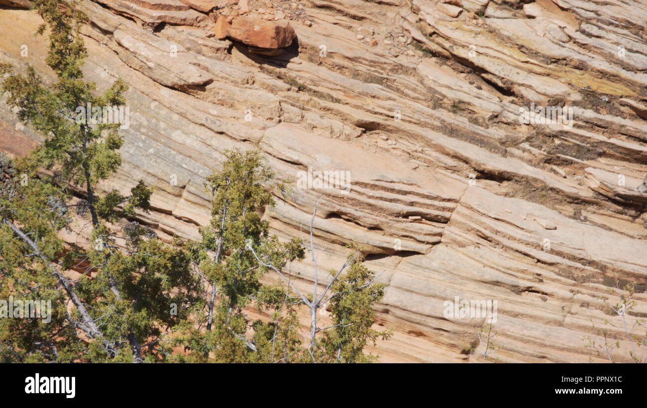 Junge Bergziege Roaming auf Sandsteinfelsen im Zion National Park, Utah Stockfoto