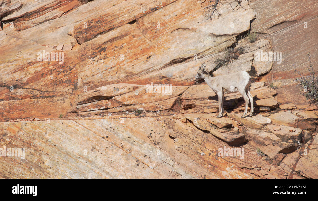 Lone Mountain Goat Beweidung auf die roten Sandsteinfelsen im Zion National Park, Utah Stockfoto