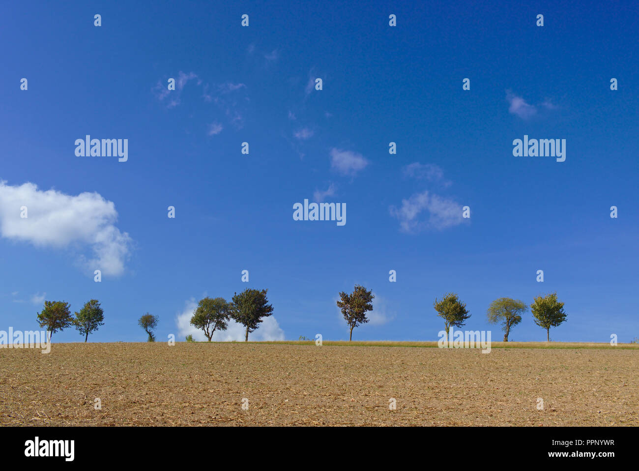 Usseln, Deutschland - Gepflügt sonnenbeschienenen Feld, bei der die Zeile der Bäume in der Ferne und weiten blauen Himmel über Stockfoto