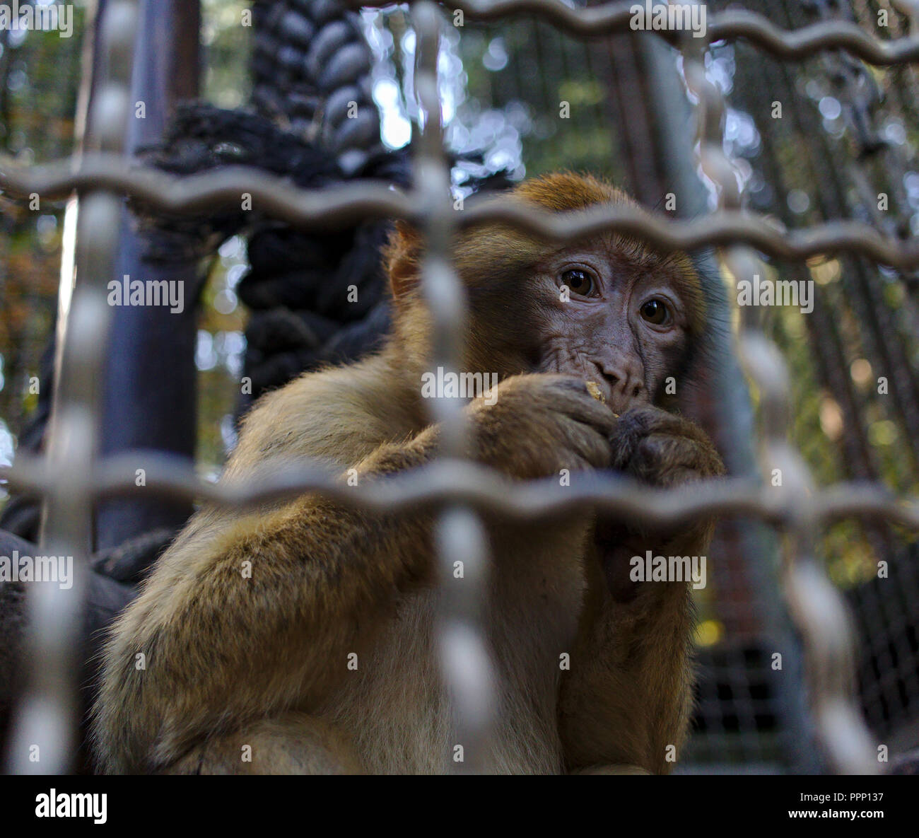 Barbary macaque hinter Gittern isst eine Mutter Stockfoto