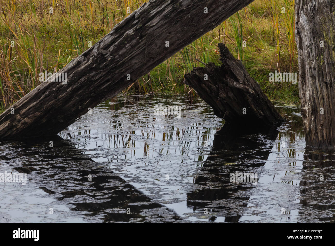 Faulenden Baumstämmen in einem küstennahen Marsh unter bedrohlichen Himmel Stockfoto