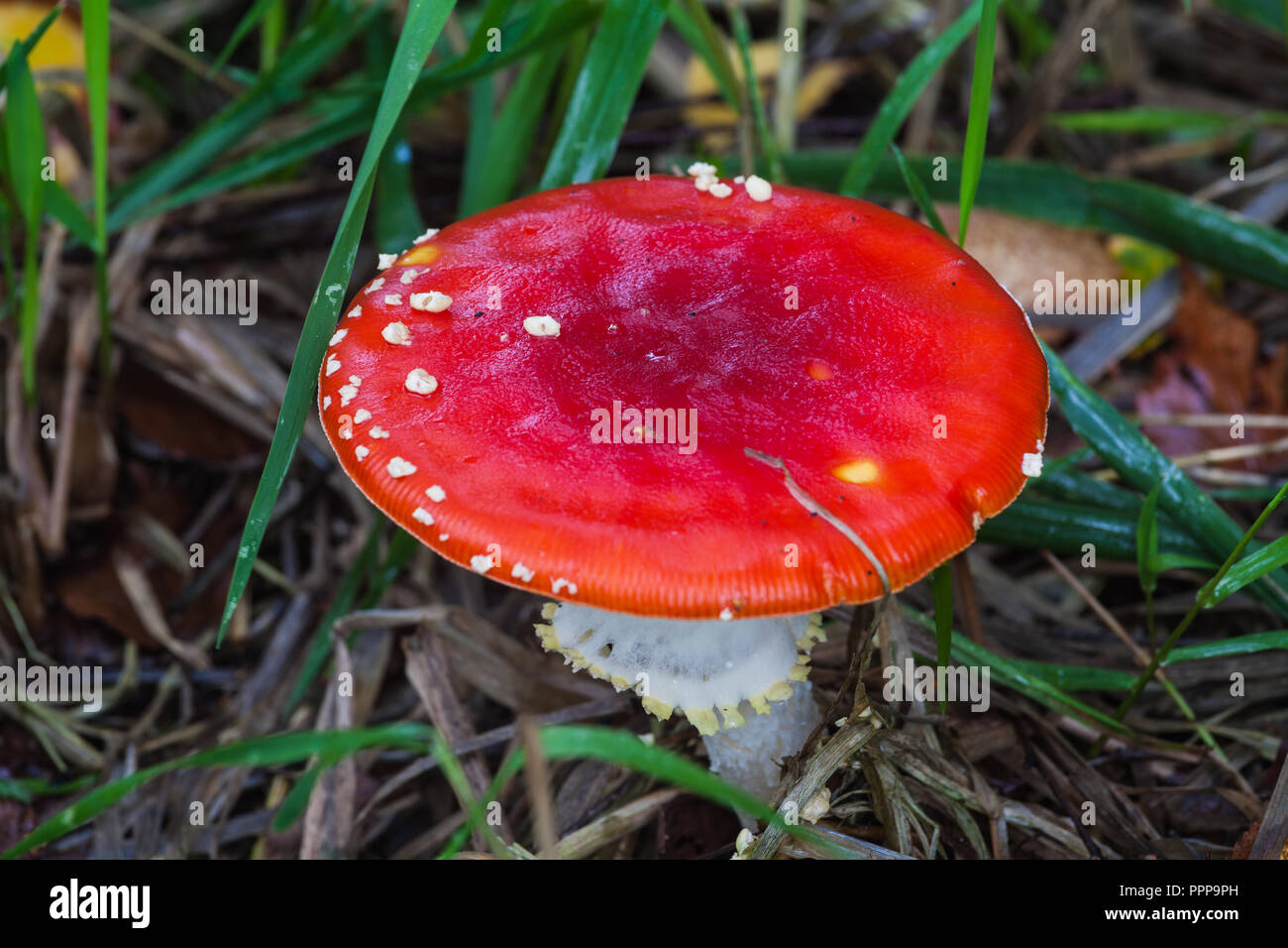 Amanita Muscaria Pilze in wild wachsenden an der kanadischen Westküste Stockfoto