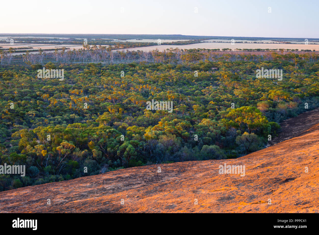 Anzeigen von Buschland und Weizenfelder umliegenden Elachbutting Rock Western Australia Stockfoto