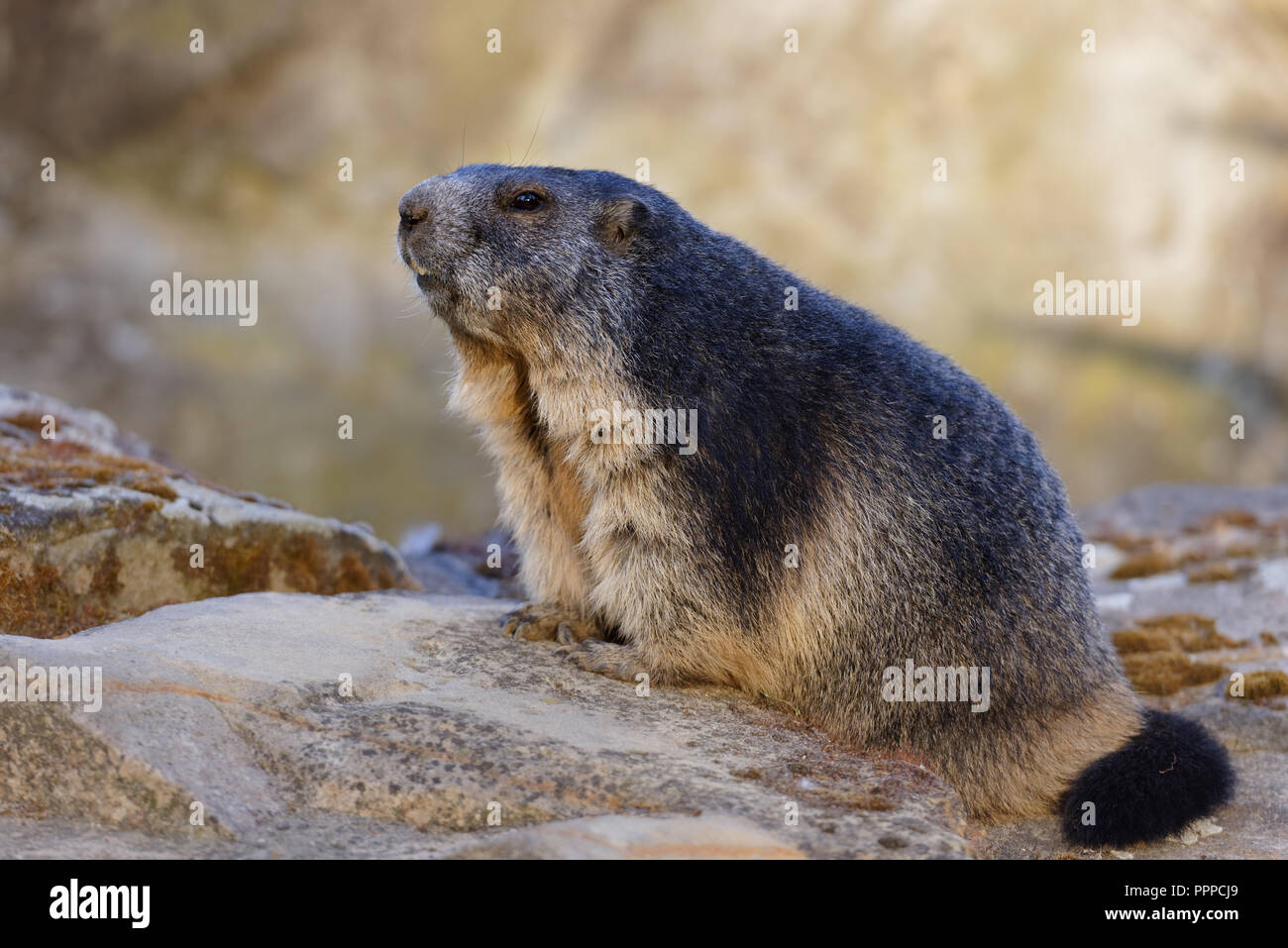 Alpine Marmot sitzt auf einem Stein Stockfoto