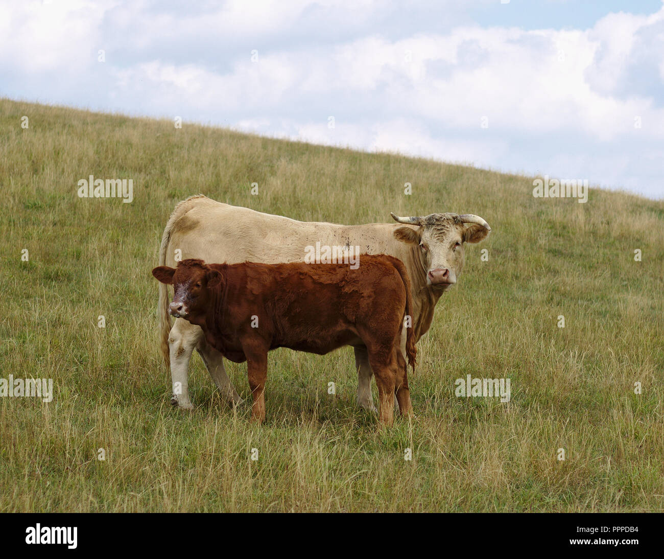 Weisse Kuh mit Kalb braun stehend in einer Wiese Weide, und wenn man die Kamera Stockfoto