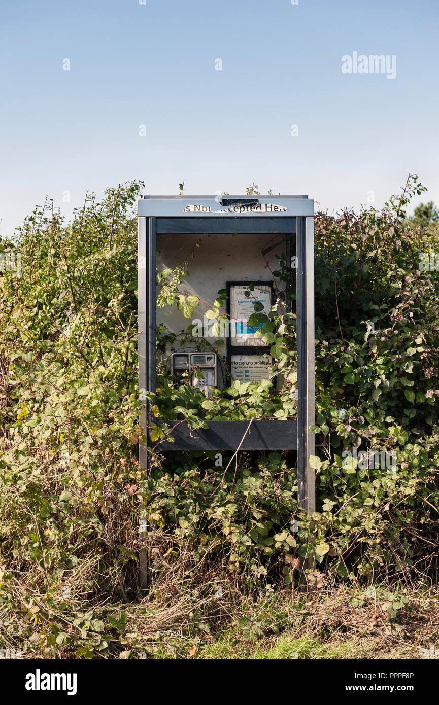 Aufgegeben am Straßenrand phone Box mit Brombeeren, Herefordshire, UK überwachsen Stockfoto