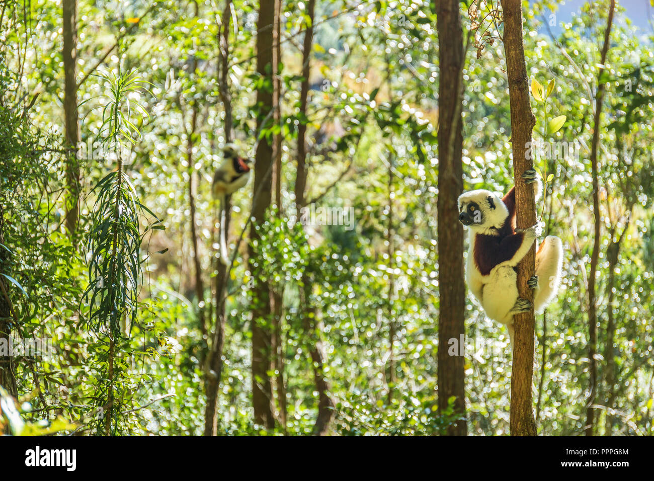 Lemur Coquerel der Sifaka (Propithecus coquereli) Stockfoto