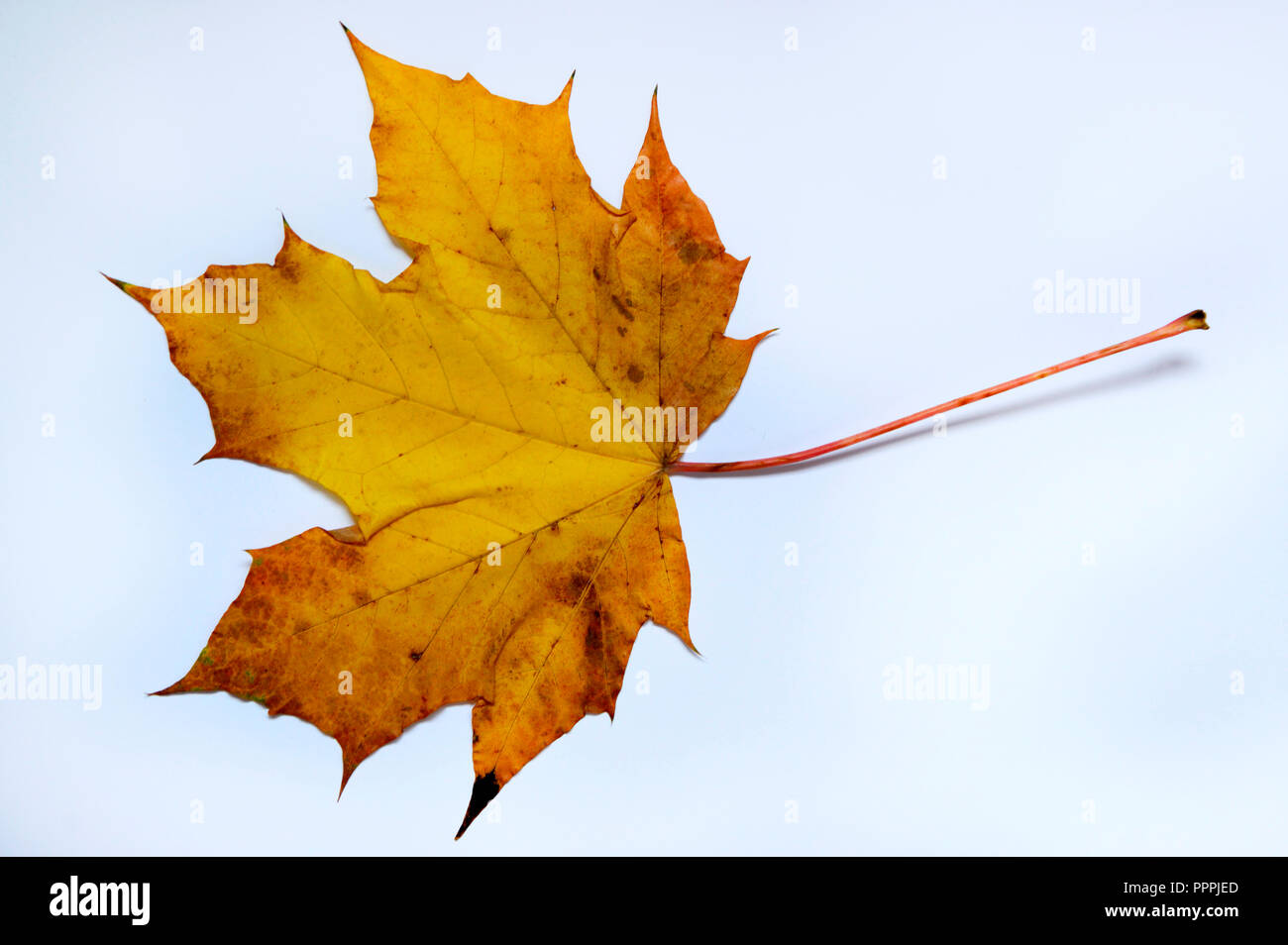 Herbstblatt, Spitzahorn Stockfoto