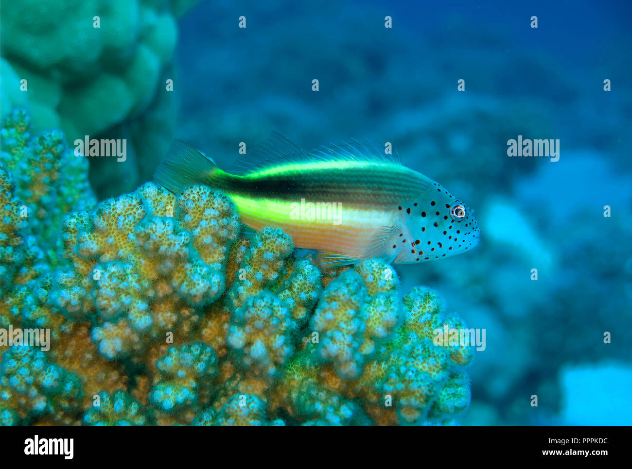 Gestreifter Korallenwaechter (Paracirrhites forsteri), St. John's Riff, Rotes Meer, Aegypten Stockfoto