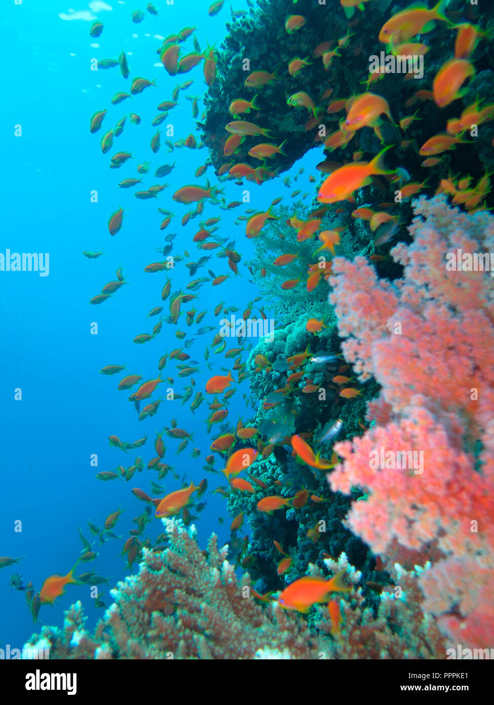 Juwelen-Fahnenbarsche (Pseudanthias squamipinnis), Korallenriff, St. Johns Riff, Rotes Meer, Aegypten Stockfoto
