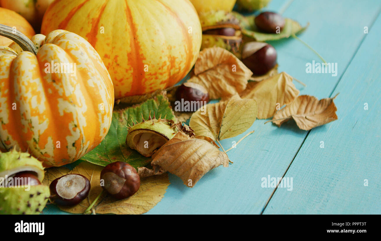 Kürbisse mit Kastanien und Blätter eingerichtet Stockfoto