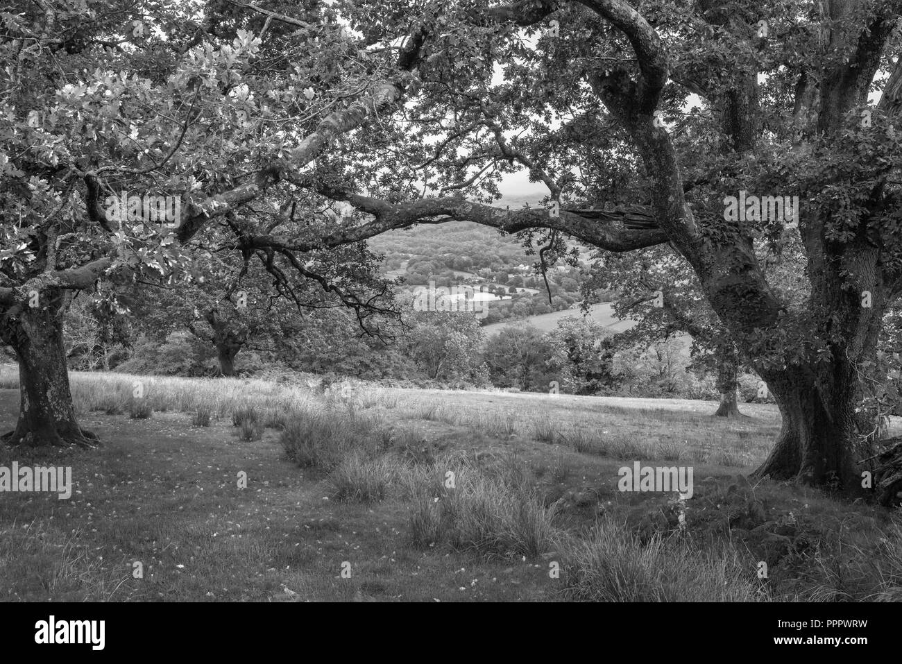 Schwarze und weiße schöne Landschaft Bild der Blick vom Abgrund weg in Snowdonia mit Blick auf Hirtshals und Coed-y-Brenin Wald während der regnerischen afternoo Stockfoto
