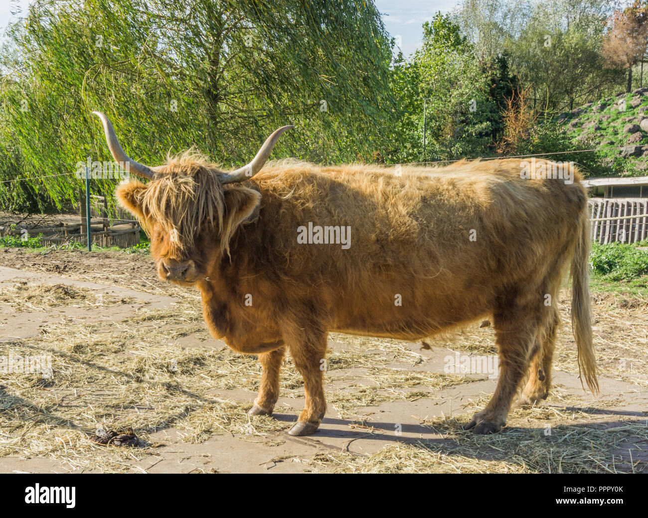 Close up Tier portrait einer ständigen schottische Highlander Kuh gehörnten Stockfoto