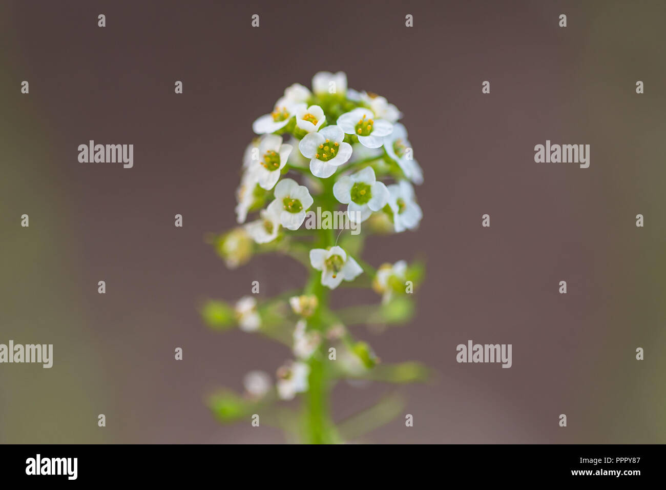 Eine wildflower mit Dutzenden von kleinen weißen Blüten auf einem langen Stiel Stockfoto