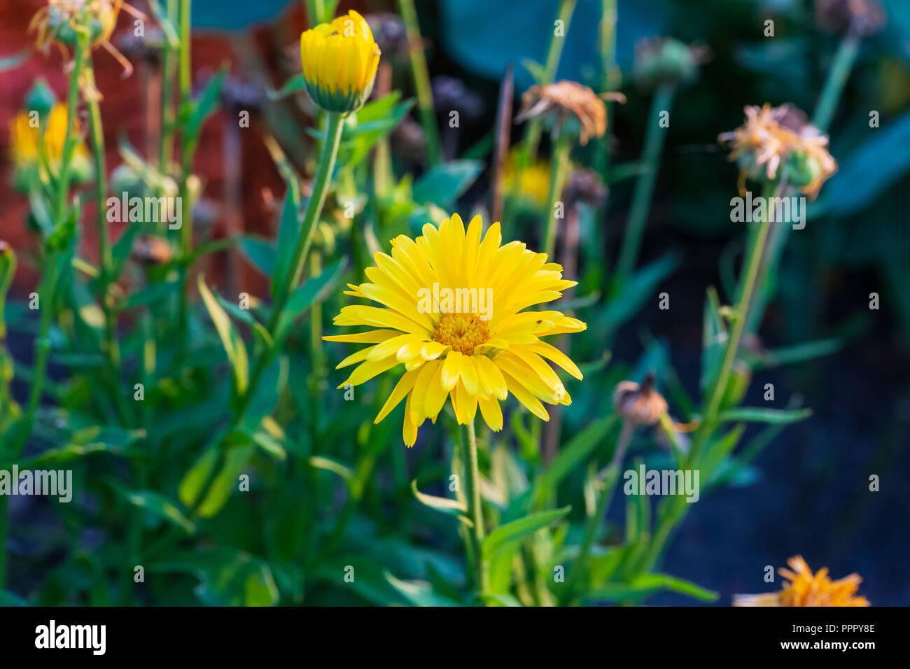 Eine kleine gelbe Blume blühen im Garten Stockfoto