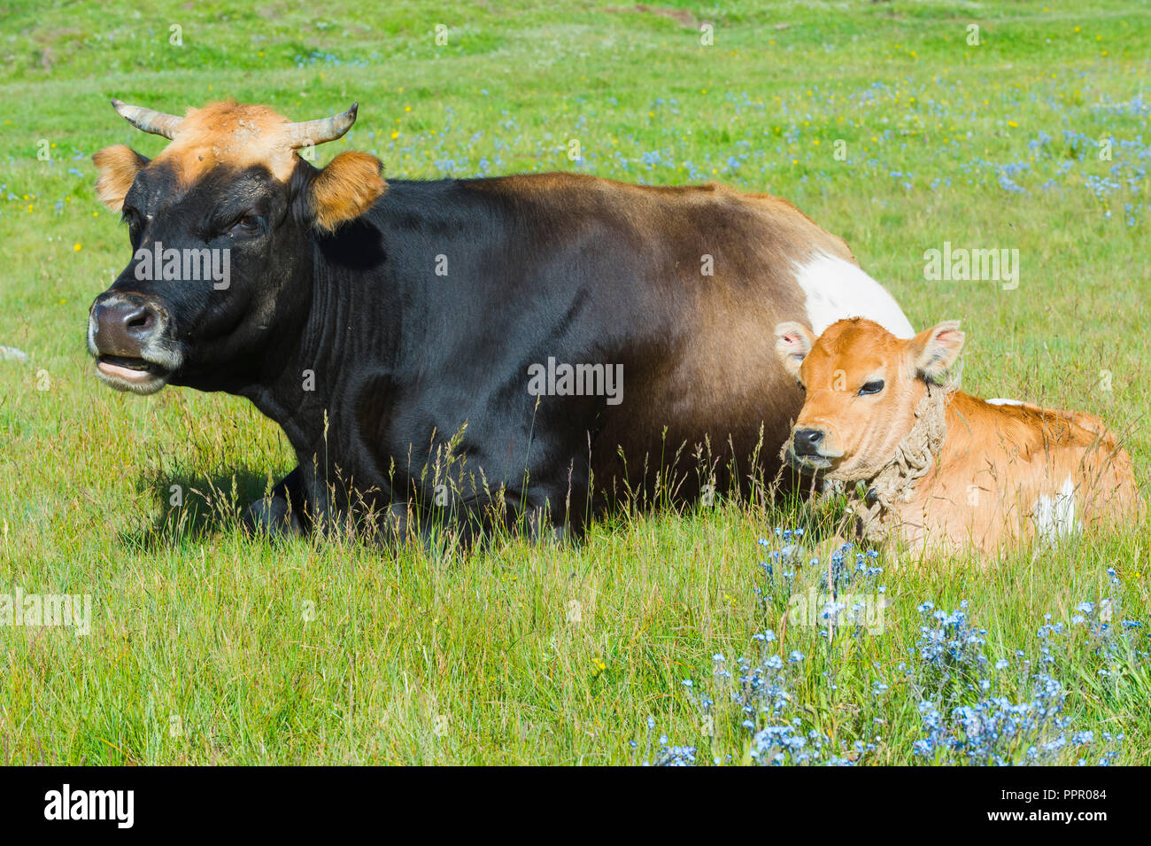 Kuh und Kalb in Gras ausruhen, Song Kol See, Provinz Naryn, Kirgisistan, Zentralasien Stockfoto