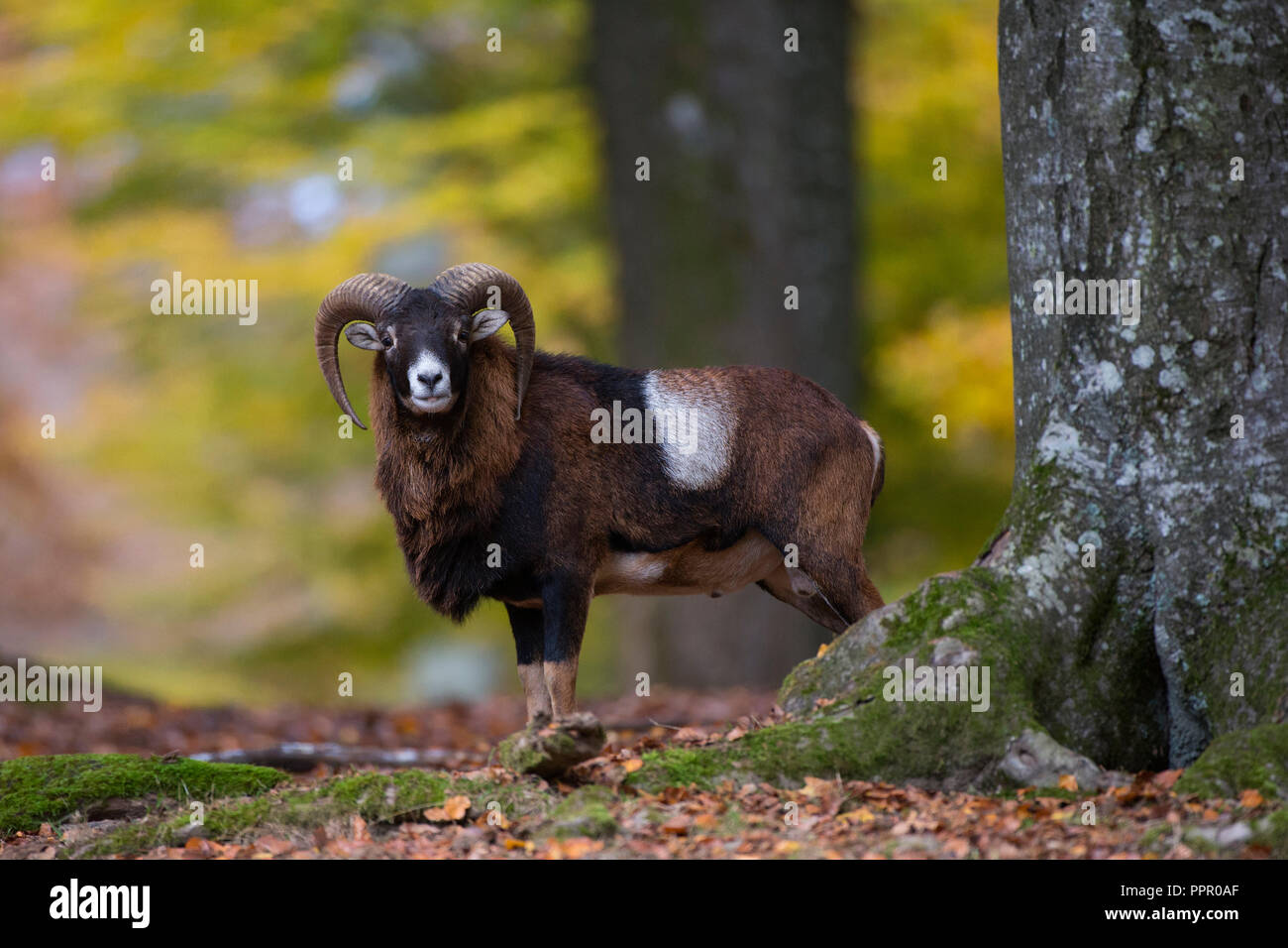Europäischer Mufflon (Ovis gmelini musimon), Daun, Eifel, Deutschland Stockfoto