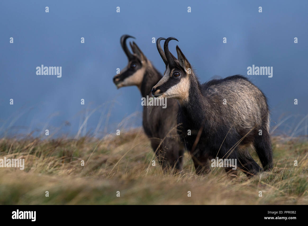 Gaemse (Rupicapra rupicapra), Vogesen, Vosges, Herbst, Gams, Gemse, Frankreich Stockfoto