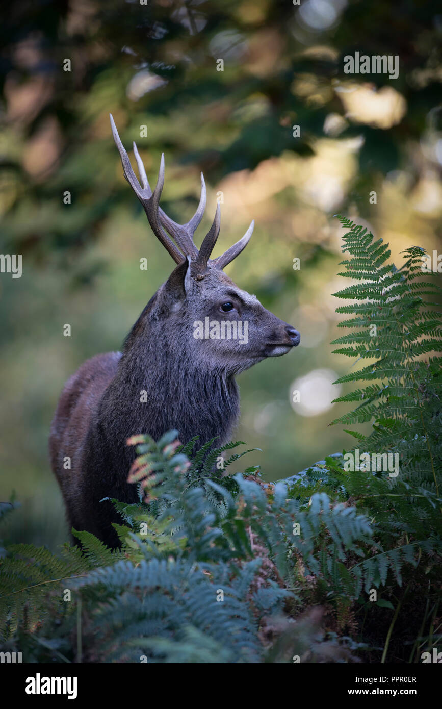 Sika Hirsche, Cervus Nippon, Hirsch, Fütterung auf bewaldeten Parklandschaft in Kent an einem Herbstmorgen Stockfoto